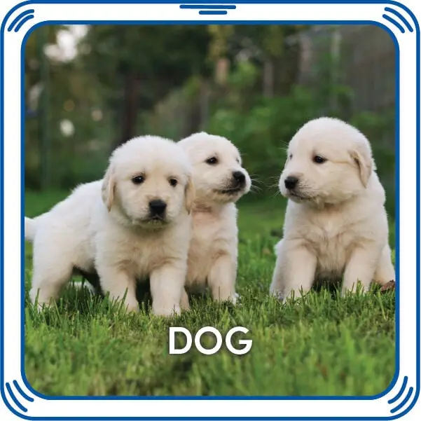 Puppy 5-In-1 Sound