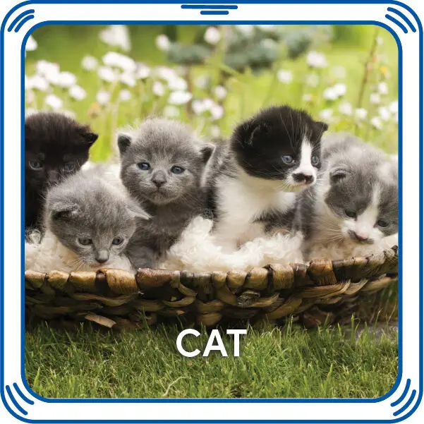Kitty 5-In-1 Sound